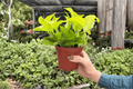 Pothos Champs Élysées - 2 Bare Root Live Plants in 4-Inch Pots