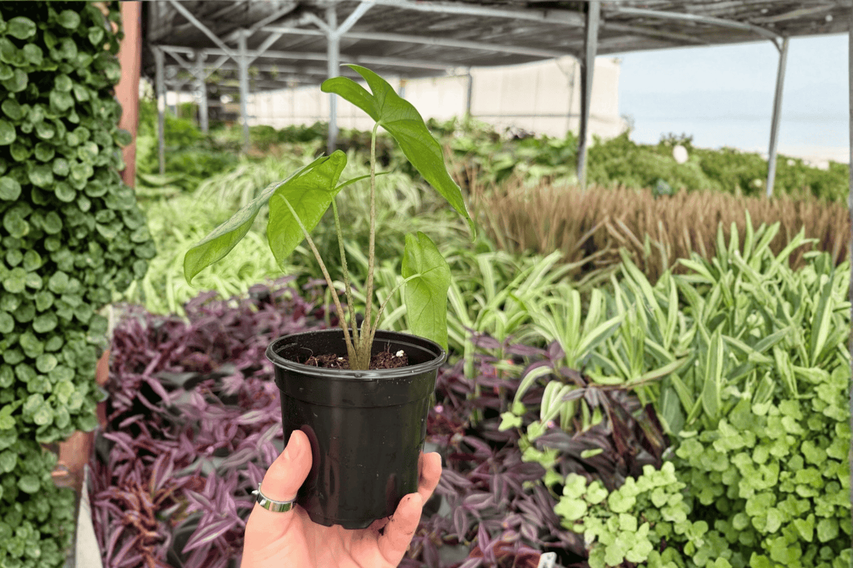 Alocasia Corazon Live Plants – 2 Potted 4-Inch Plants in Pot