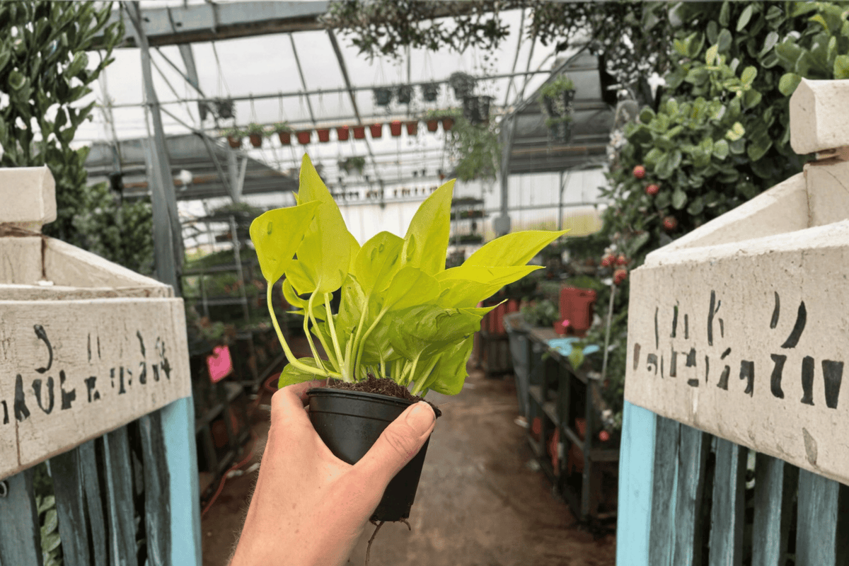 Champs Elysées Pothos Live Plants - 2 Units in 4-Inch Pots (Epipremnum aureum 'Champs Elysées')