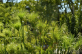 Dwarf Papyrus Live Pond Plant (Cyperus haspan) — 1 Rooted Starter Plant for Wet Areas