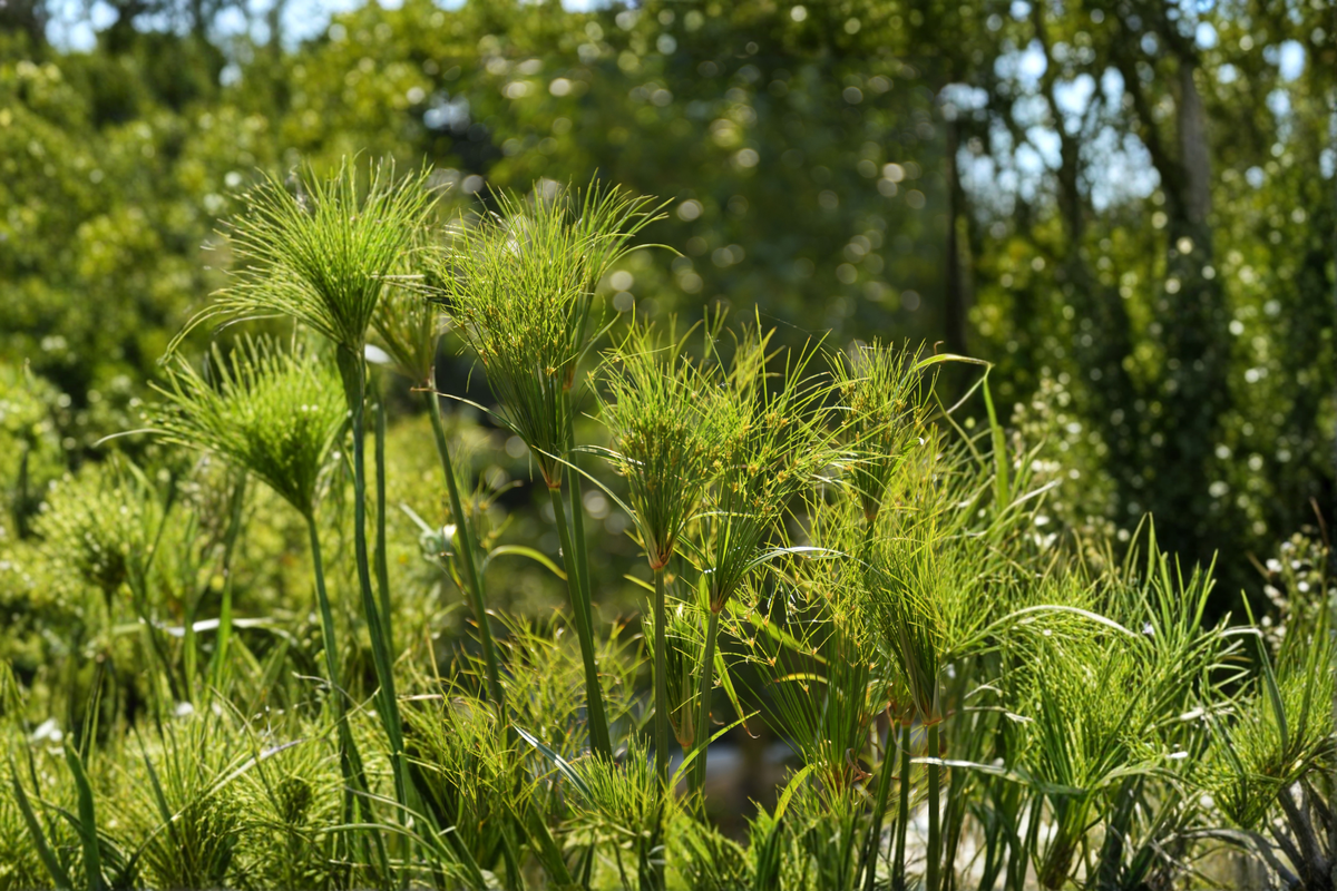 Dwarf Papyrus Live Pond Plant (Cyperus haspan) — 1 Rooted Starter Plant for Wet Areas