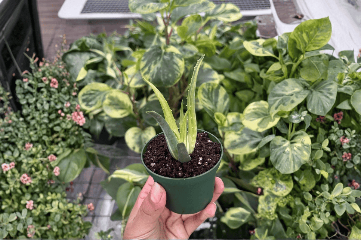 Aloe 'Solar Flare' Starter Plants (2) – Bare Root