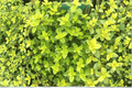 Lime Thyme Live Plant (Thymus × citriodorus 'Lime') - 4-Inch Pot