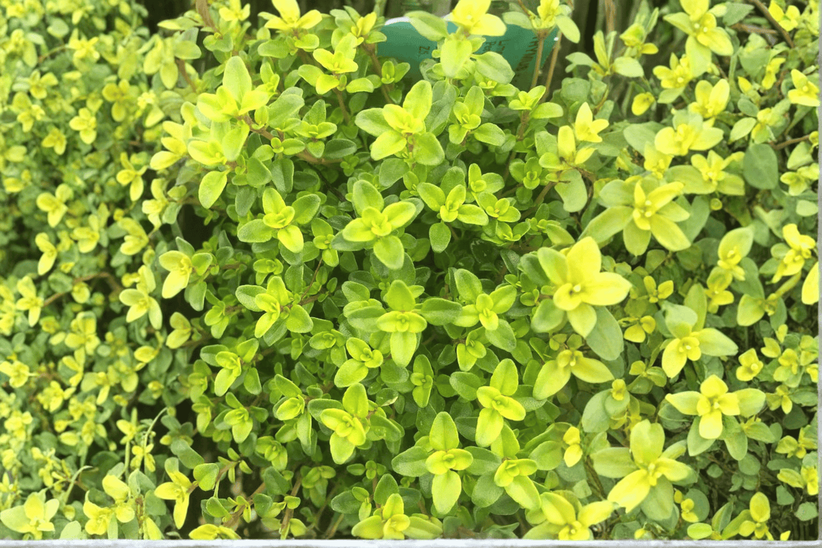 Lime Thyme Live Plant (Thymus × citriodorus 'Lime') - 4-Inch Pot