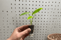 Alocasia Lutea 2-Inch Live Starter Plants (2) – Alocasia macrorrhizos 'Lutea' Bare Root with Soil Pods