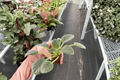 AE Sharlene Fantasy African Violet Starter Plants (2) - Saintpaulia ionantha