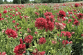 Ballerina Red Sea Thrift - 4-Inch Pot | Armeria pseudarmeria ‘Ballerina Red’ Live Plant