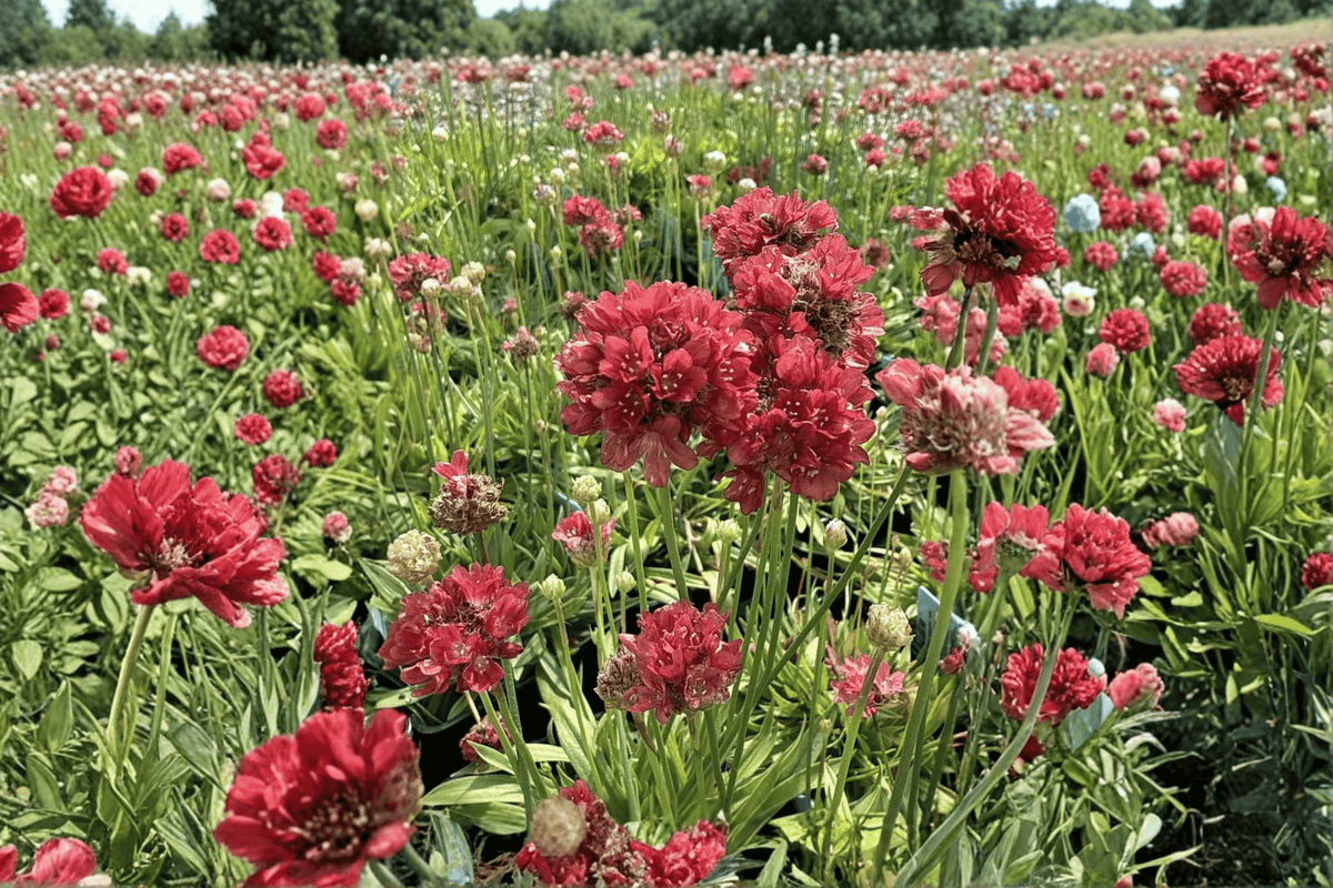 Ballerina Red Sea Thrift - 4-Inch Pot | Armeria pseudarmeria ‘Ballerina Red’ Live Plant