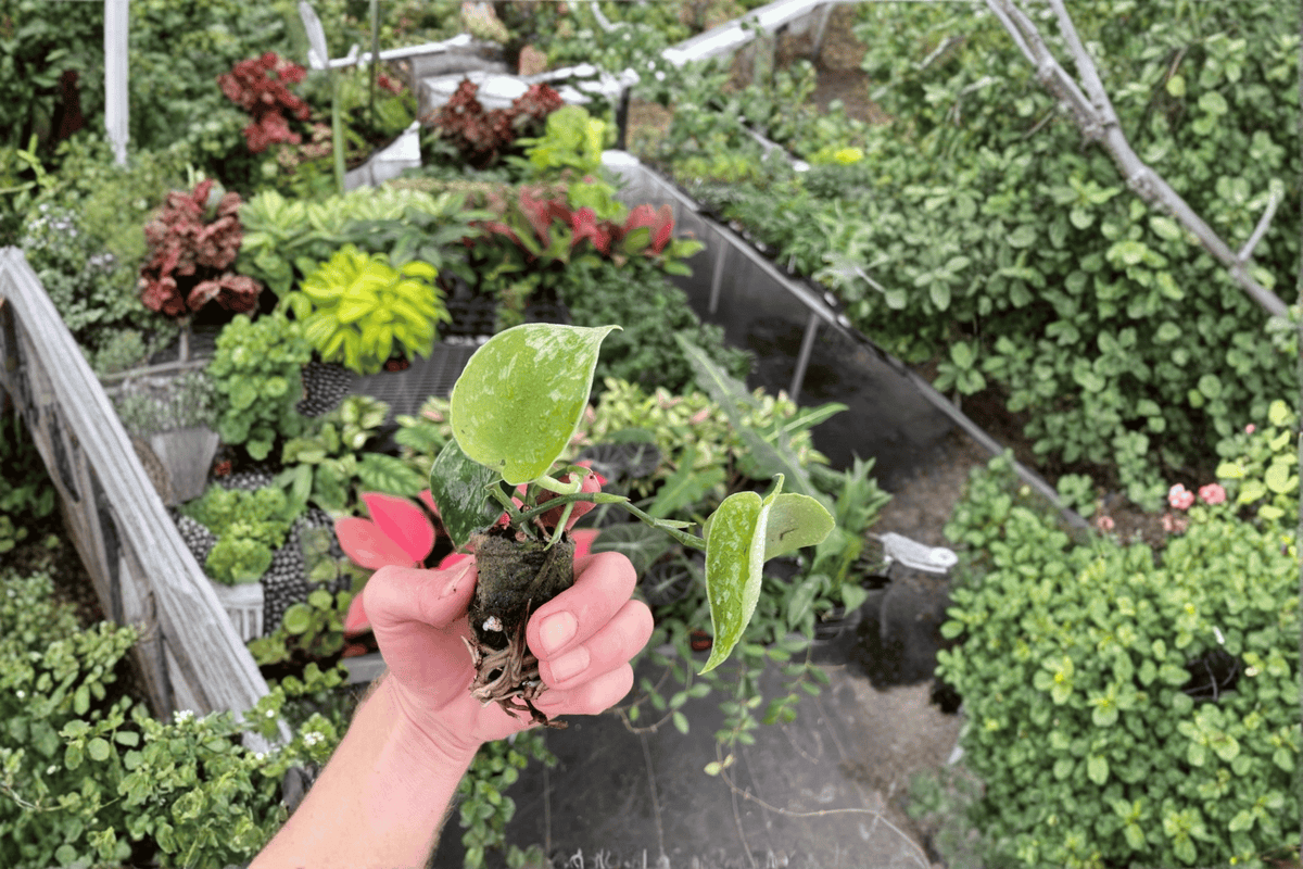 Scindapsus Exotica Live Starter Plant duo (2) Bare Root – Scindapsus pictus 'Exotica'