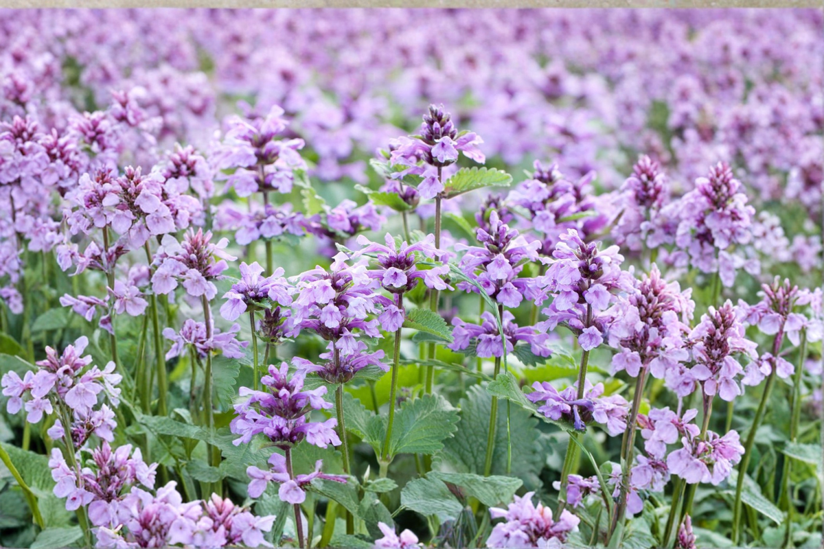 Summer Magic Catmint Nepeta grandiflora | 3 Rooted Starter Plants in 1 Qt Pots