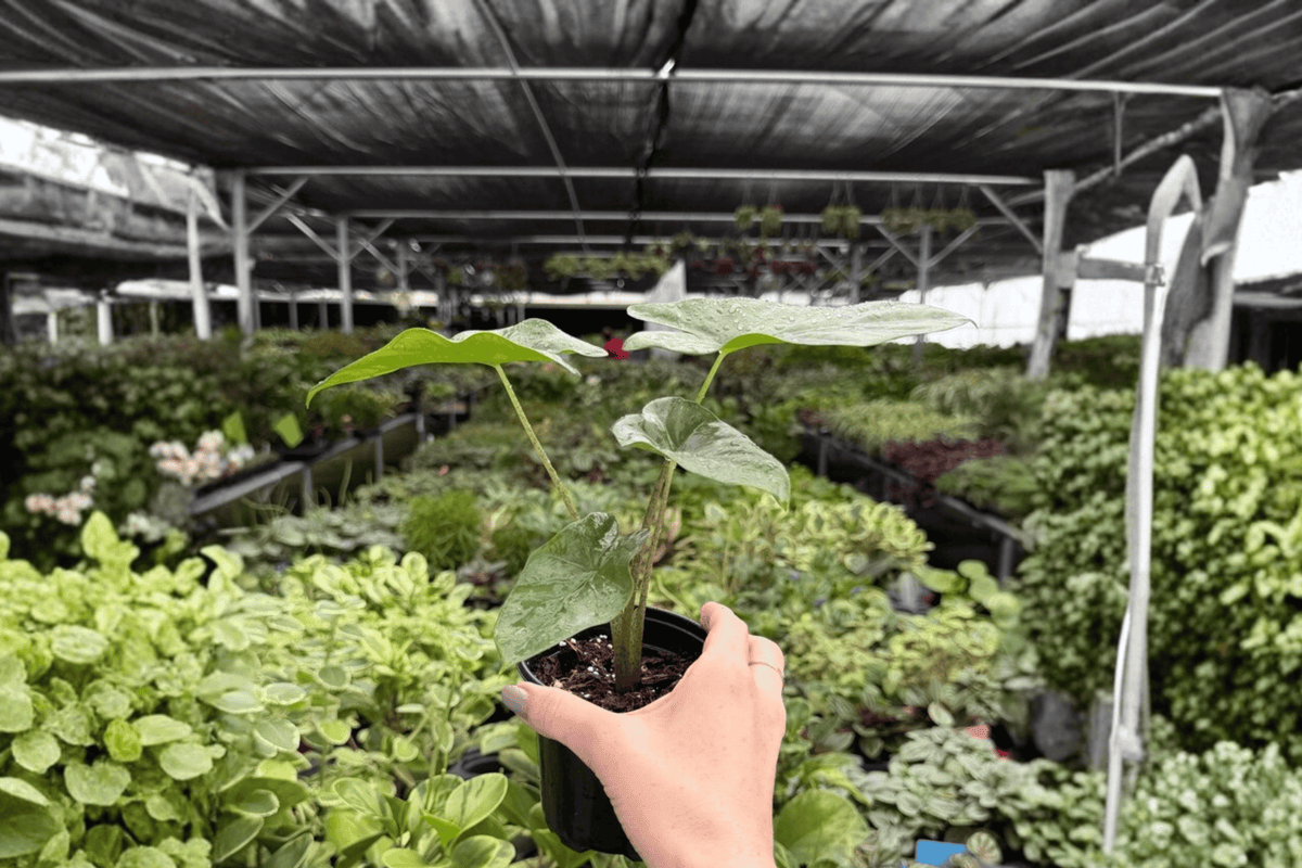 Alocasia Corazon - 2 Live Plants in 4-Inch Pots | Exact Pictured Specimens