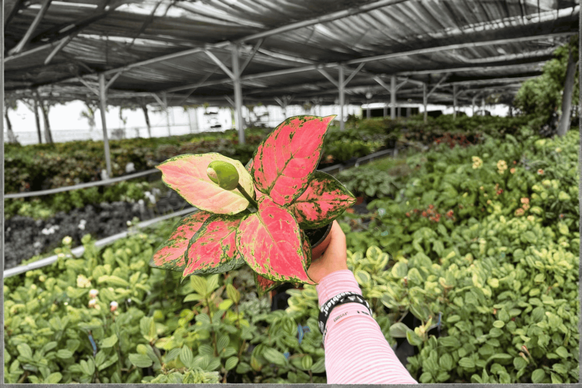 Aglaonema Geely Red - 2 Exact Live Plants in 4-Inch Pots