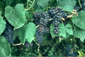 Black Monukka Grape Vine - Self-Fertile Fruiting Vine for Fresh Eating & Raisins