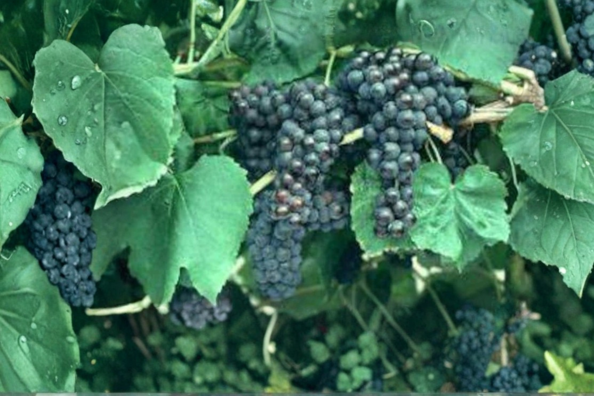 Black Monukka Grape Vine - Self-Fertile Fruiting Vine for Fresh Eating & Raisins