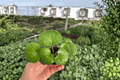 Farfugium gigantea Variegated Starter Plants - 2 Live Bare-Root