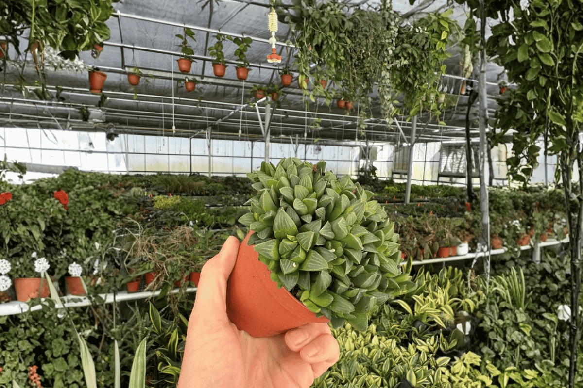 Haworthia retusa Live Plants – 2-Pack in 4-Inch Pots