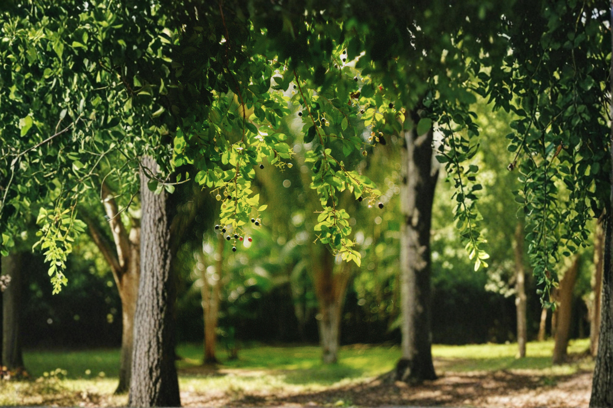 Jaboticaba 'Sabara' Live Tree – Brazilian Grape Tree (Plinia jaboticaba) Starter Plant