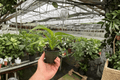 Philodendron panduriforme - 2 Live Plants in 4-Inch Pots