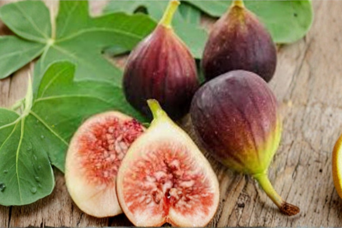 Texas Blue Giant Fig Seeds - 20 USA Farm-Grown Ficus carica Seeds for Edible Garden