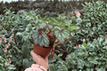 Harmony’s Reign of Fire Begonia – 2 Exact 4-Inch Pots