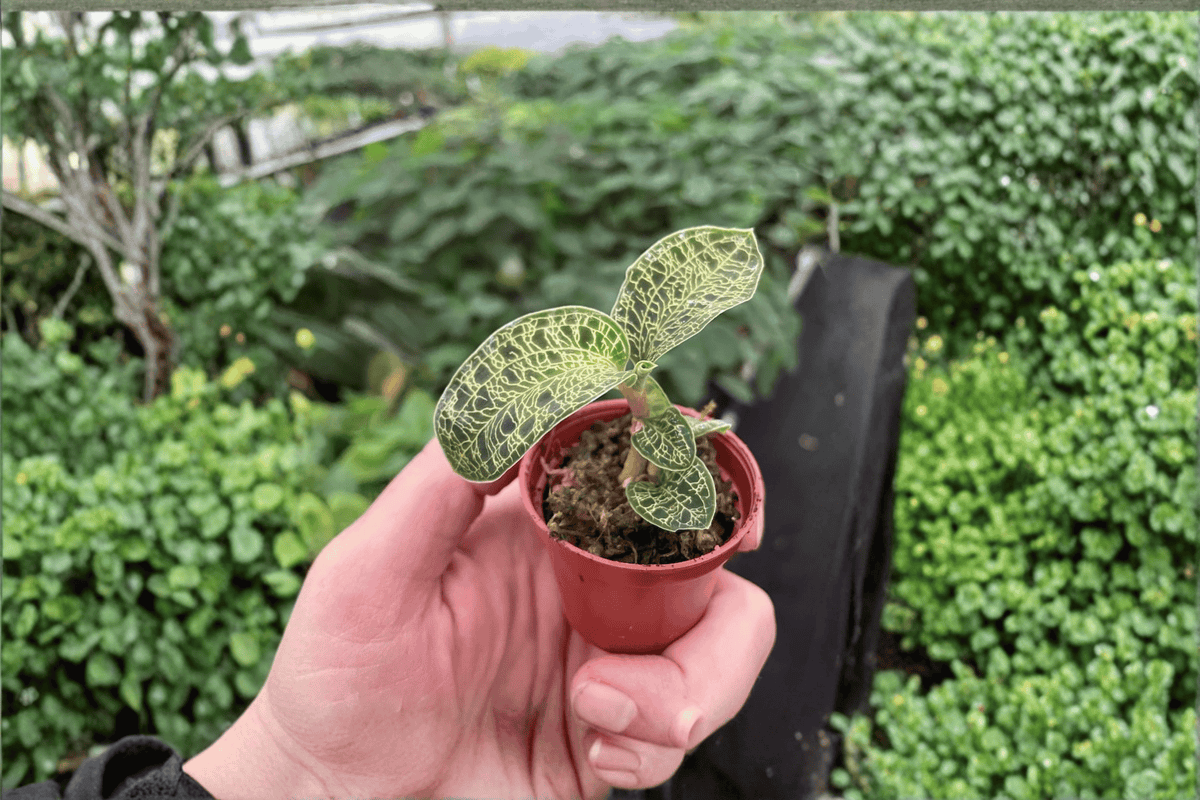 Macodes petola Jewel Orchid Starter Plants - 2 Live in 2" Pots