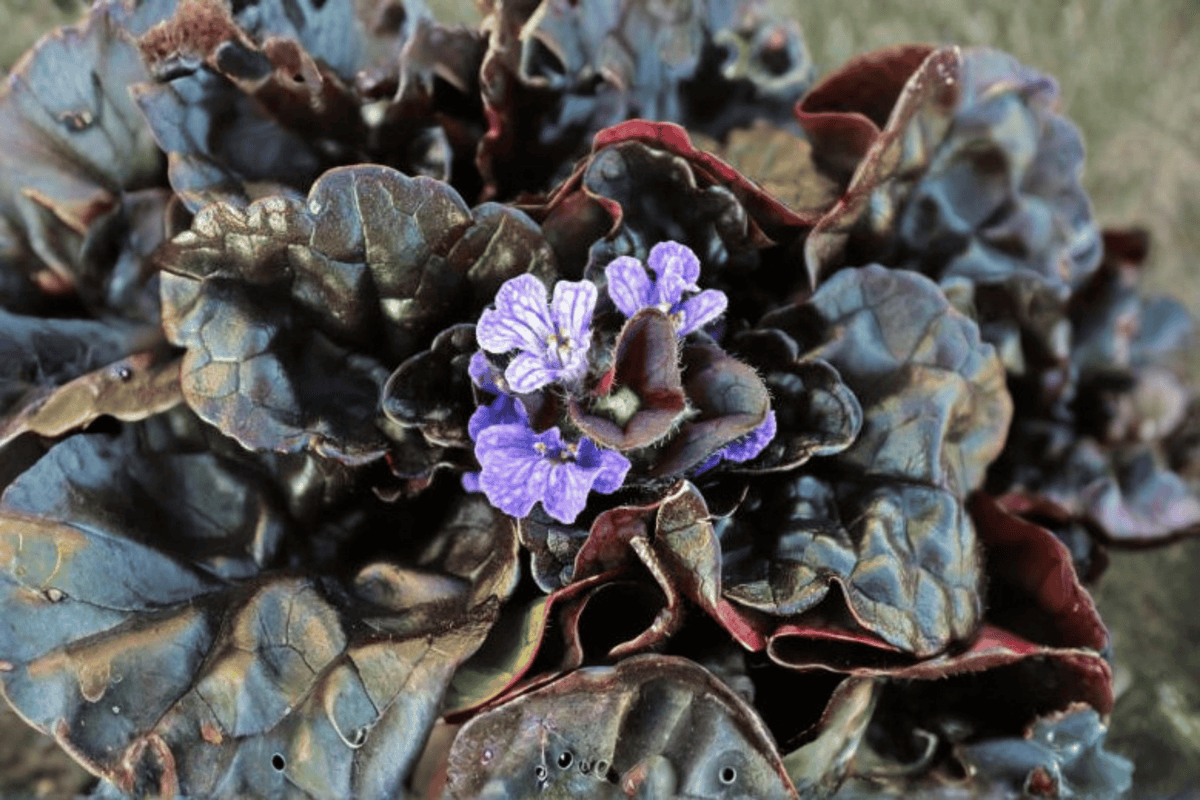Black Scallop Carpet Bugle Ajuga reptans ‘Black Scallop’ – 4-Inch Live Plant