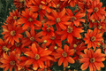 Crazy Cayenne Tickseed Coreopsis verticillata (Crazy Cayenne) - 4-Inch Live Plant