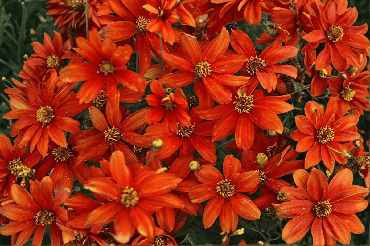 Crazy Cayenne Tickseed Coreopsis verticillata (Crazy Cayenne) - 4-Inch Live Plant