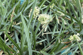 Blue Moor Grass Sesleria caerulea - 1 Live Plant in 4-Inch Pot