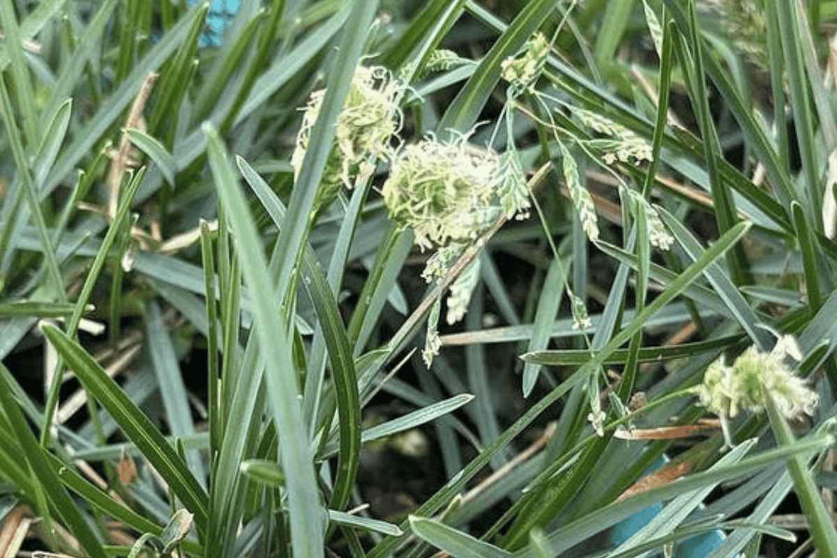 Blue Moor Grass Sesleria caerulea - 1 Live Plant in 4-Inch Pot