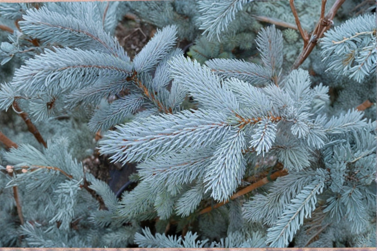 Hoopsii Colorado Blue Spruce Live Plant – 10 Inch Tall, 1 Gallon Pot | Picea pungens 'Hoopsii'