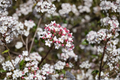 Mohawk Burkwood Viburnum (Viburnum × burkwoodii ‘Mohawk’) 2 Gallon Pot - White Spring Blooms Deciduous shrub
