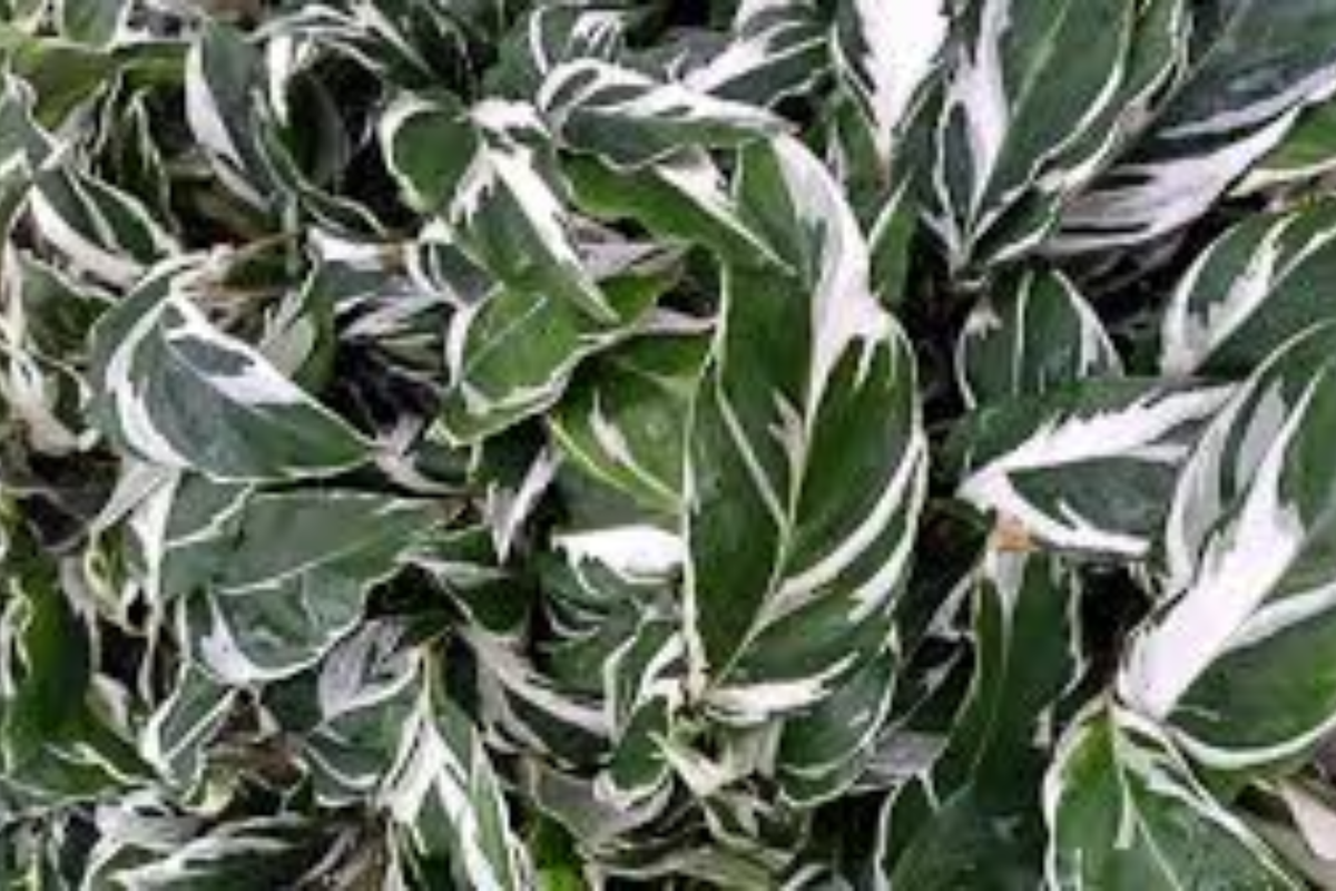 Calathea White Fusion Live Plant in 4-Inch Self-Watering Pot (Goeppertia lietzei 'White Fusion')