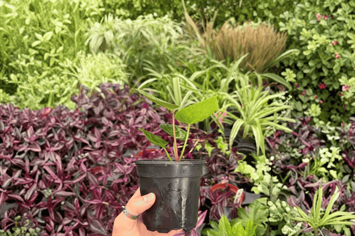 Anthurium Dressleri × Papillilaminum Red Sinus – Exact Plants (2) 4” Pot Pending Confirmation