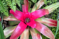 Romance Bromeliad Live Plant in 4-Inch Pot
