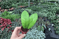 Hoya callistophylla - 2 Live Starter Plants (Bare Root, 2-Inch Pot Size) - Tropical Vine