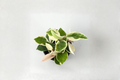 Hoya Krimson Queen - Variegated Hoya Carnosa Live Plant, 2-Inch Pot
