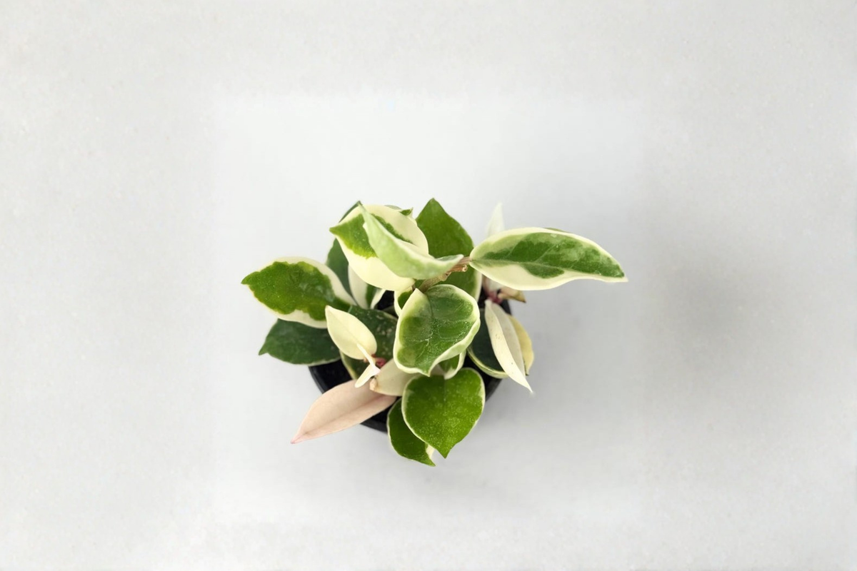 Hoya Krimson Queen - Variegated Hoya Carnosa Live Plant, 2-Inch Pot