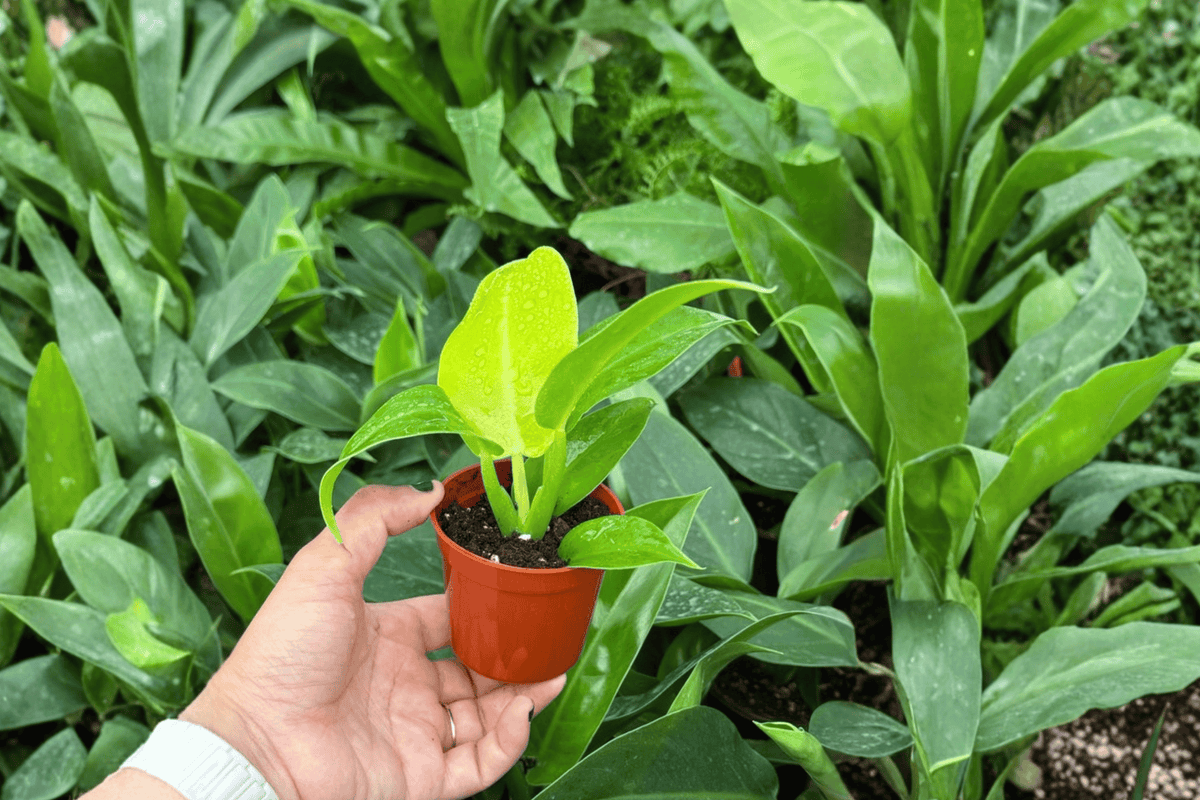 Philodendron Moonlight Starter Plants (2) - Bare Root, 2-Inch Starter Size