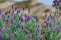Otto Quast Lavender Lavandula stoechas Live Plants — 2 Starter Plants, 4–6 inches, No Pot
