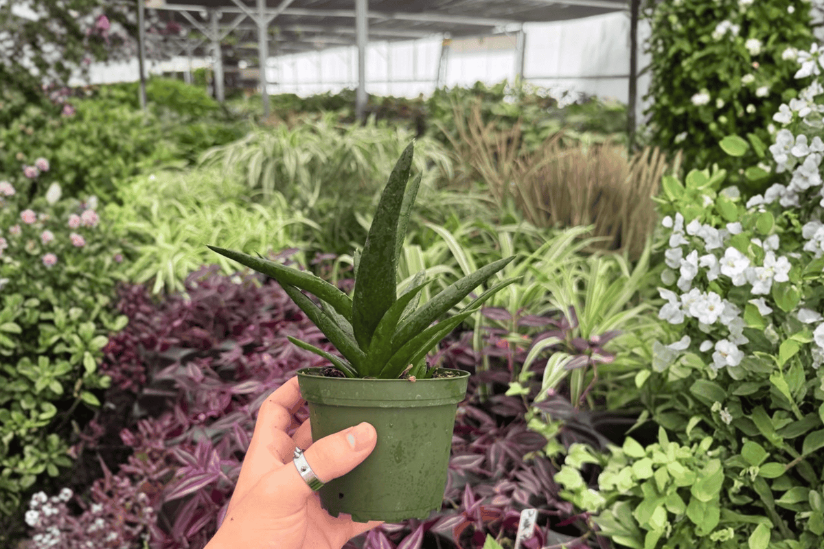 Aloe Black Gem - 2 Live 4-Inch Pots | Exact Plants