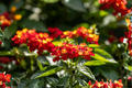 Red Lantana Live Plants Pack of 2 | 4–6 Inches Tall