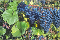 Mars Seedless Grape Vine 1 Gal – Blue Seedless Grape Vine, 10–20 ft Climbing