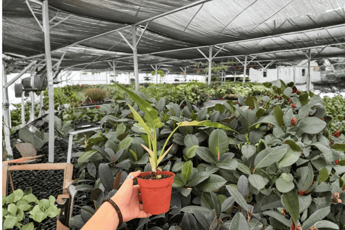 Philodendron Ring of Fire - 2x 4-Inch Potted Live Plants (Ring of Fire)