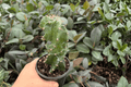 Spiral Cactus Cereus forbesii ‘Spiralis’ - 2 Live Plants in 4-Inch Pots
