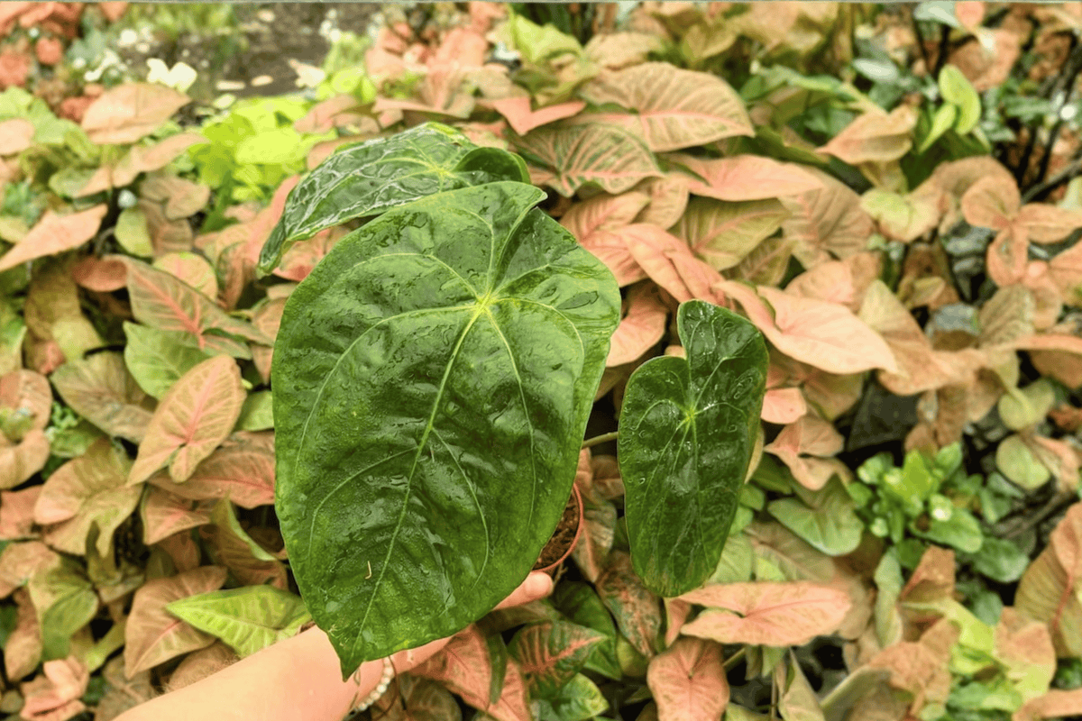 Anthurium Papi x Hulk - 2 Exact Live Plants in 4-Inch Pots