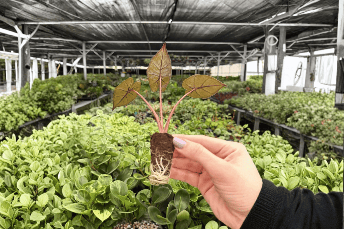 Alocasia Plumbae Metallica Starter Plants (2 Plug Plants) – Exact Plants