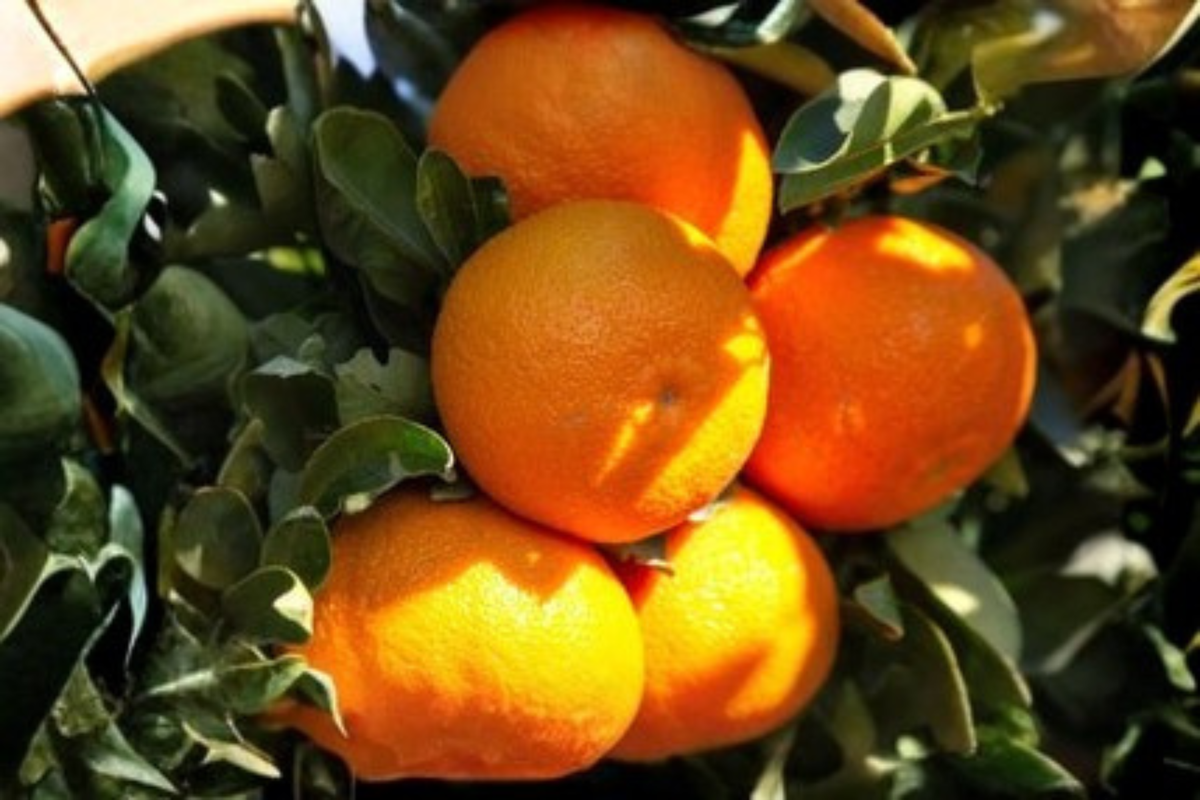 Nippon Orangequat Live Tree - 1 Gallon Citrus Hybrid