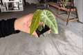Alocasia watsoniana 'Doff Velvet' Starter Plants – 2 Live Bare Root Pods