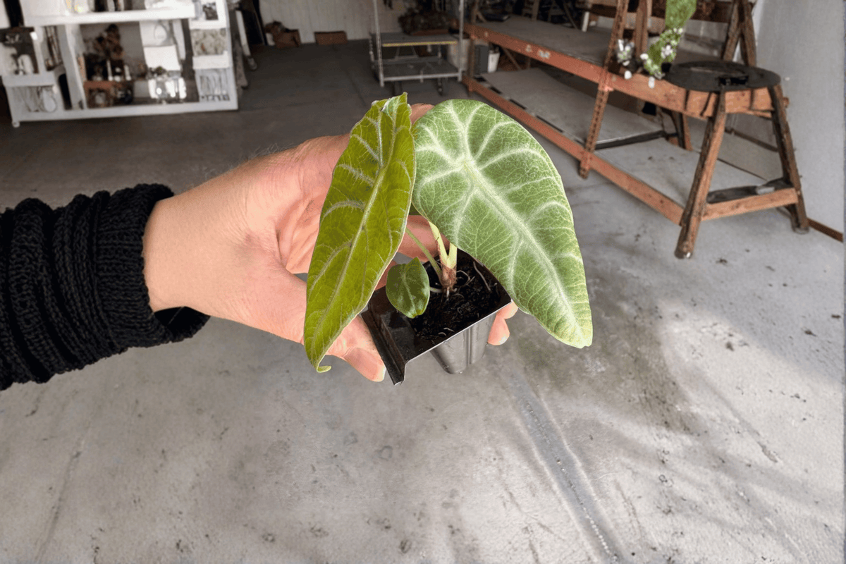 Alocasia watsoniana 'Doff Velvet' Starter Plants – 2 Live Bare Root Pods